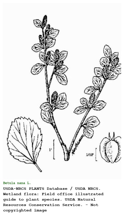 Betula nana L.